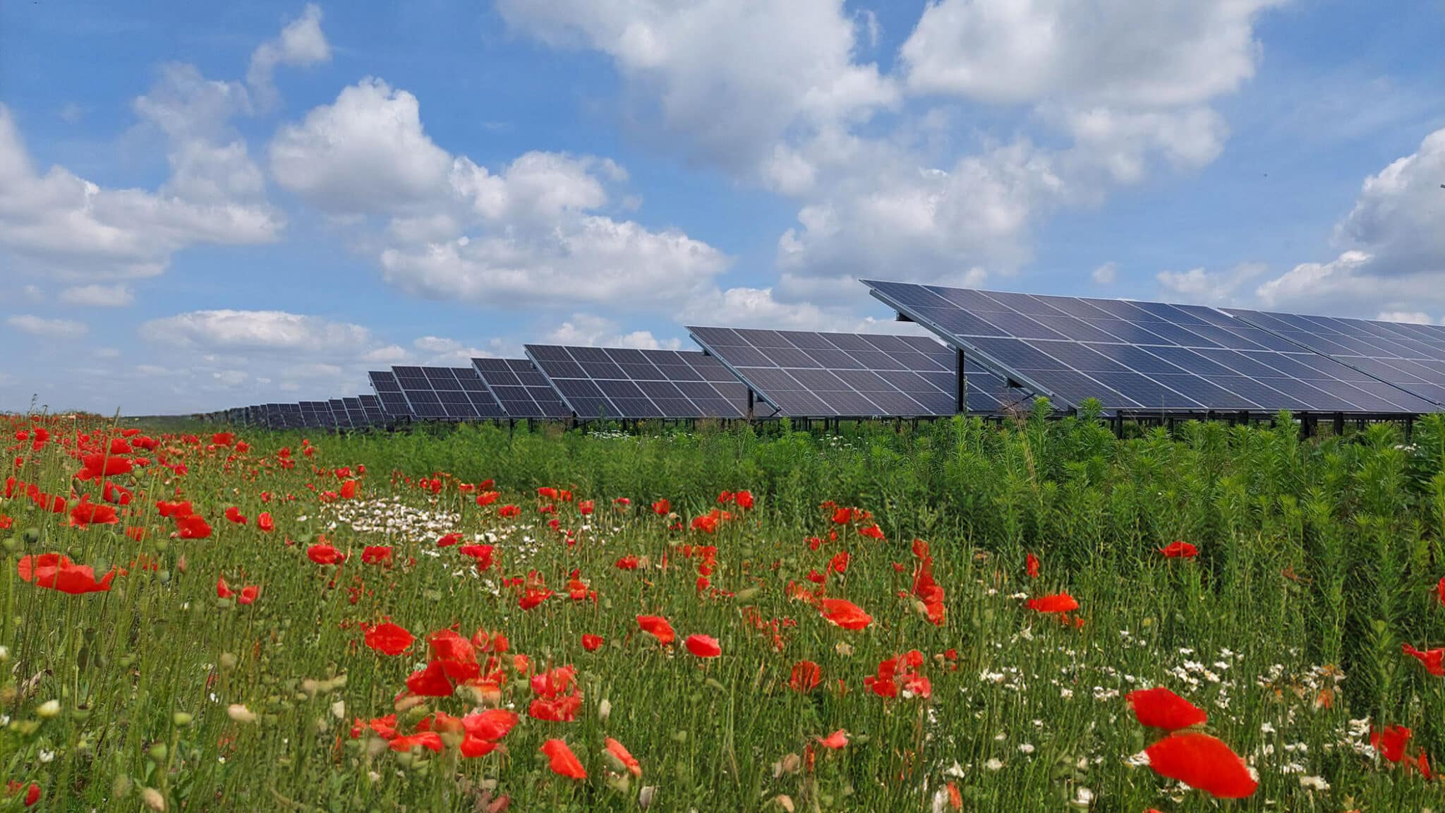 Lipno Solar Park: jedna z największych farm fotowoltaicznych w Polsce wybudowana przez Electrum